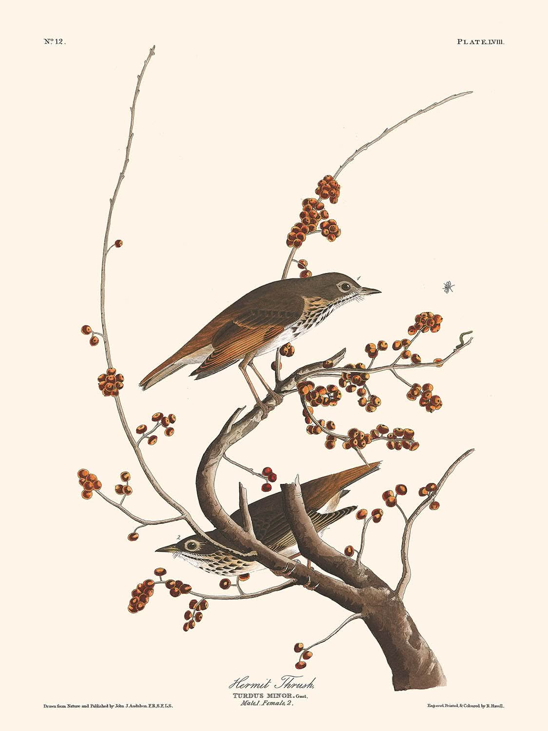 Hermit Thrush by John James Audubon, 1827