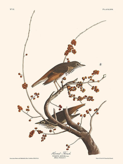 Grive solitaire de John James Audubon, 1827