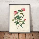 Semi-Double Hedge Rose (Rosa sepium flore submultiplici) by Pierre Joseph Redouté, 1817