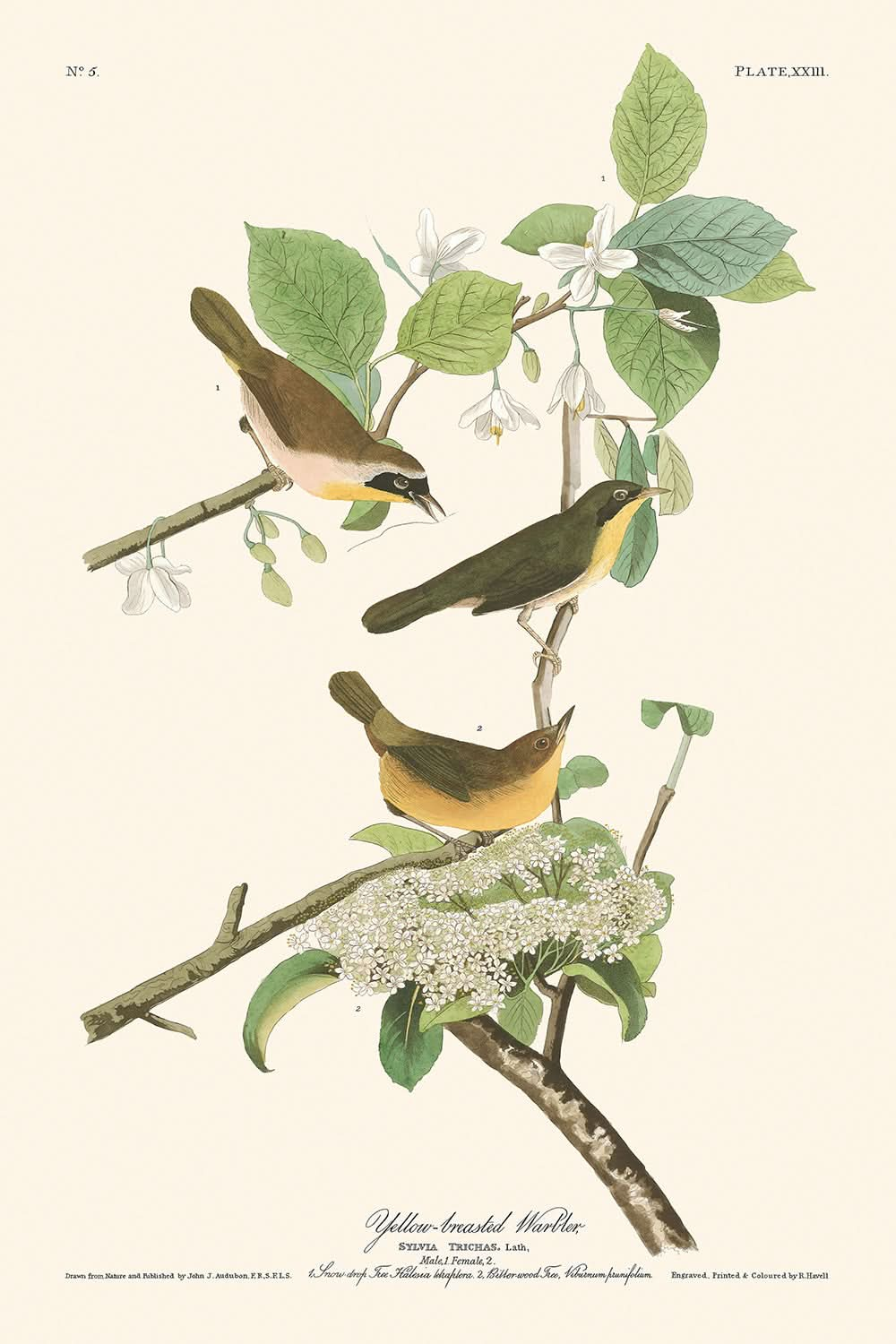 Yellow-breasted Warbler by John James Audubon, 1827