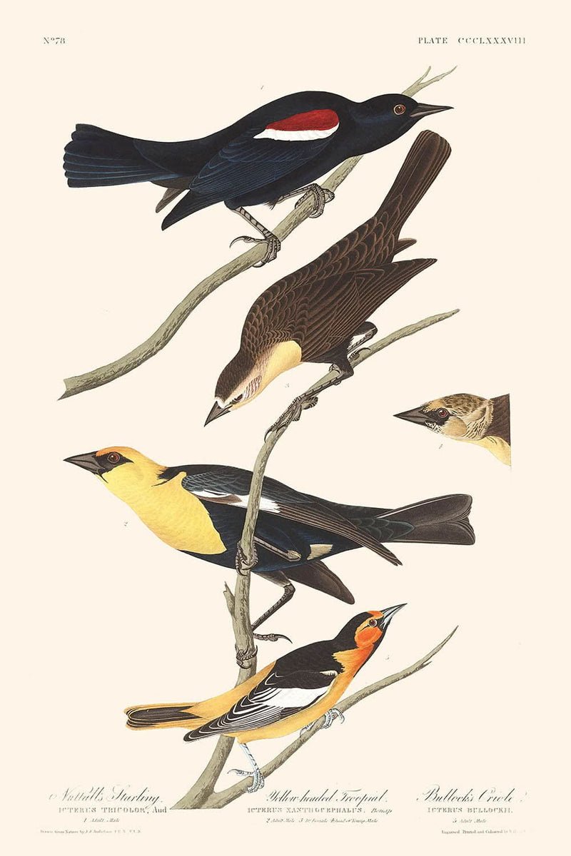 Visualiser thumbnail artwork