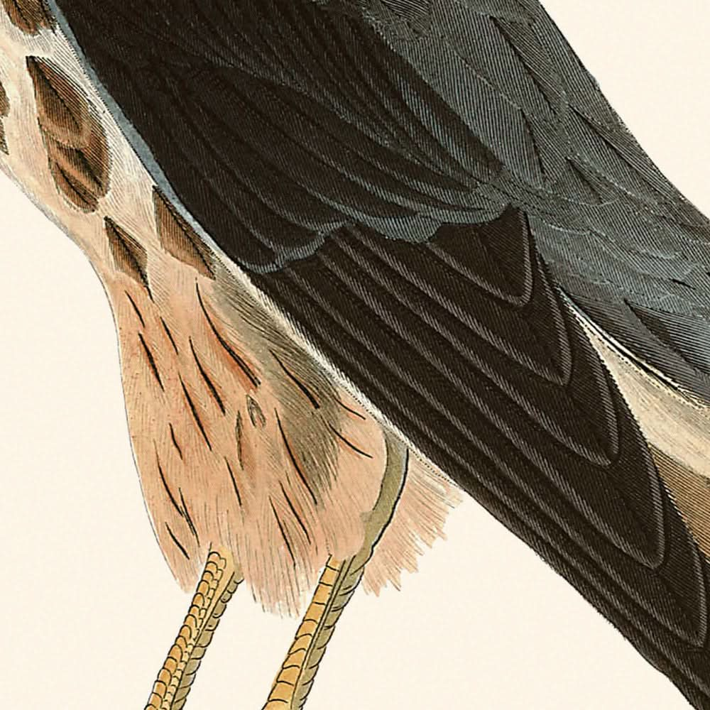 Le Petit Caporal de John James Audubon, 1827