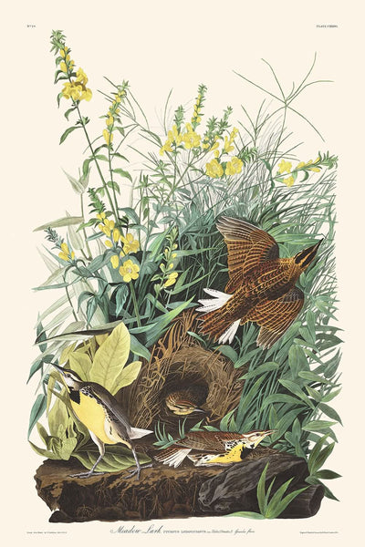 Alondra campestre, de John James Audubon, 1827