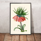 Crown Imperial Fritillary by Pierre-Joseph Redouté, 1827