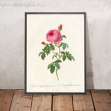 Burgundy Rose (Rosa Centifolia Burgundiaca) by Pierre Joseph Redouté, 1817