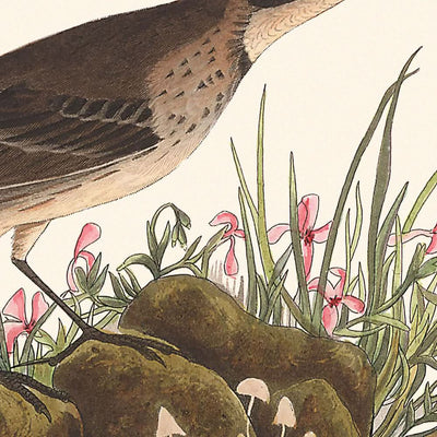 Titlark des Prairies par John James Audubon, 1827