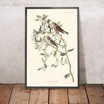 Petit capucin rouge par John James Audubon, 1827