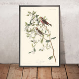 Lesser Red-Poll di John James Audubon, 1827 