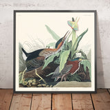 Airone Verde di John James Audubon, 1827 