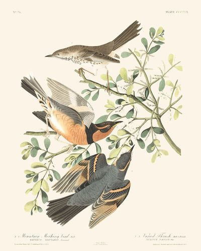 Moqueur des montagnes et grive à collier par John James Audubon, 1827