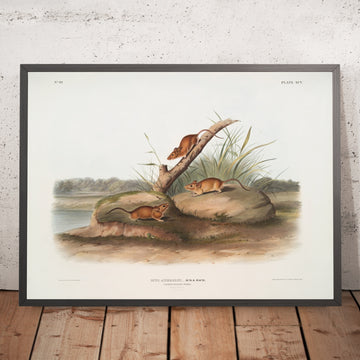 A framed image of 
