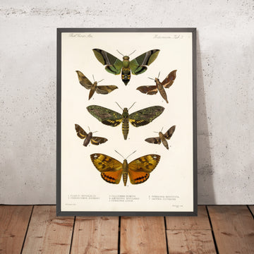 A framed image of 