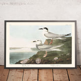 Havell's Tern und Trudeau's Tern von John James Audubon, 1827 