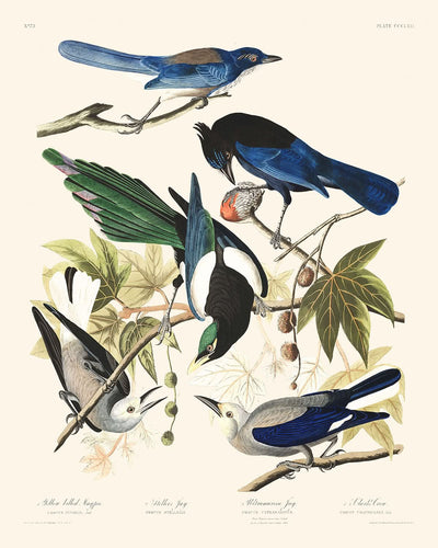 Gelbkopfmagpie, Stellers Jay, Ultramarin-Jay, Clark's Crow von John James Audubon, 1827 