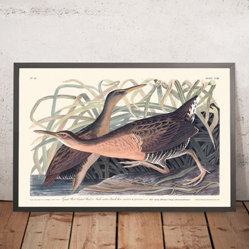 Gallina de pantano de agua dulce, de John James Audubon, 1827