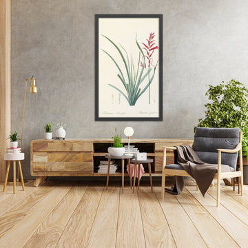 A framed image of Pitcairnia angustifolia by Pierre Joseph Redouté, 1802