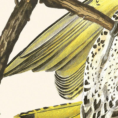 Pájaro carpintero de alas doradas, de John James Audubon, 1827