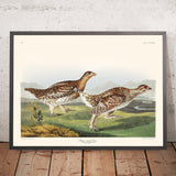 Gallo de cola afilada por John James Audubon, 1827 