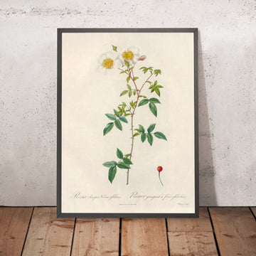 A framed image of Rosa semper-virens globosa by Pierre Joseph Redouté, 1817