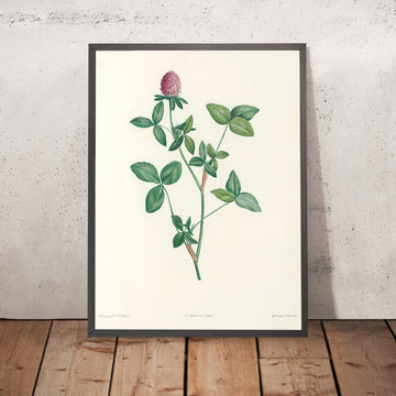 A framed image of Clover (Trifolium, Plate 20) by Pierre Joseph Redouté, 1805