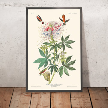 Gerahmtes Bild des Riffkolibris von John James Audubon, 1827