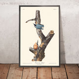 Nuthatch dal petto rosso di John James Audubon, 1827 