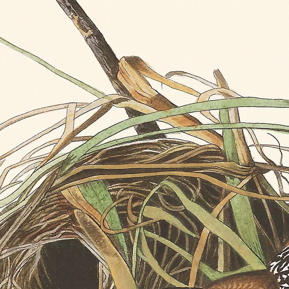 Cucarachero de pantano, de John James Audubon, 1827