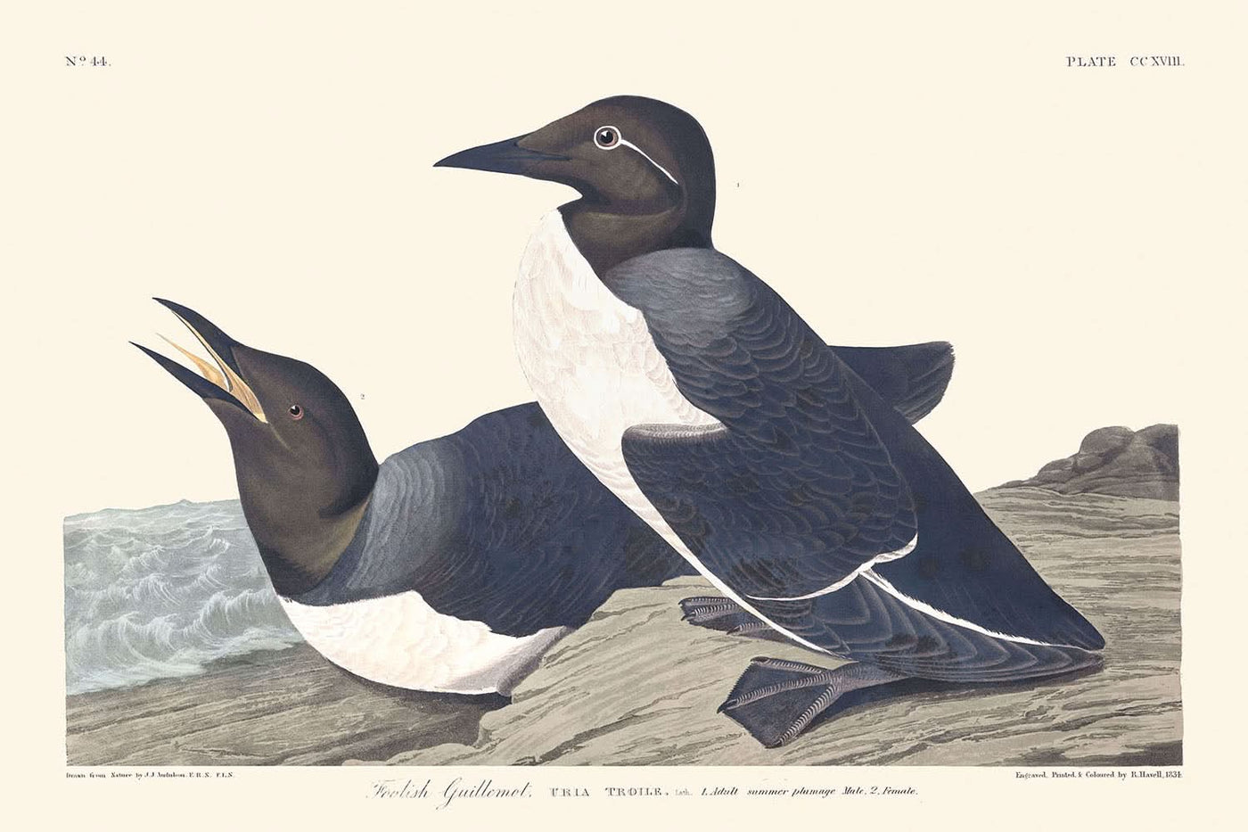 El arao bobo, de John James Audubon, 1827