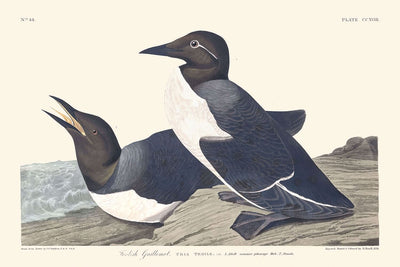 Foolish Guillemot by John James Audubon, 1827