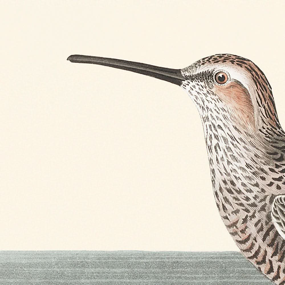 Langbeinigem Sandpiper von John James Audubon, 1827 