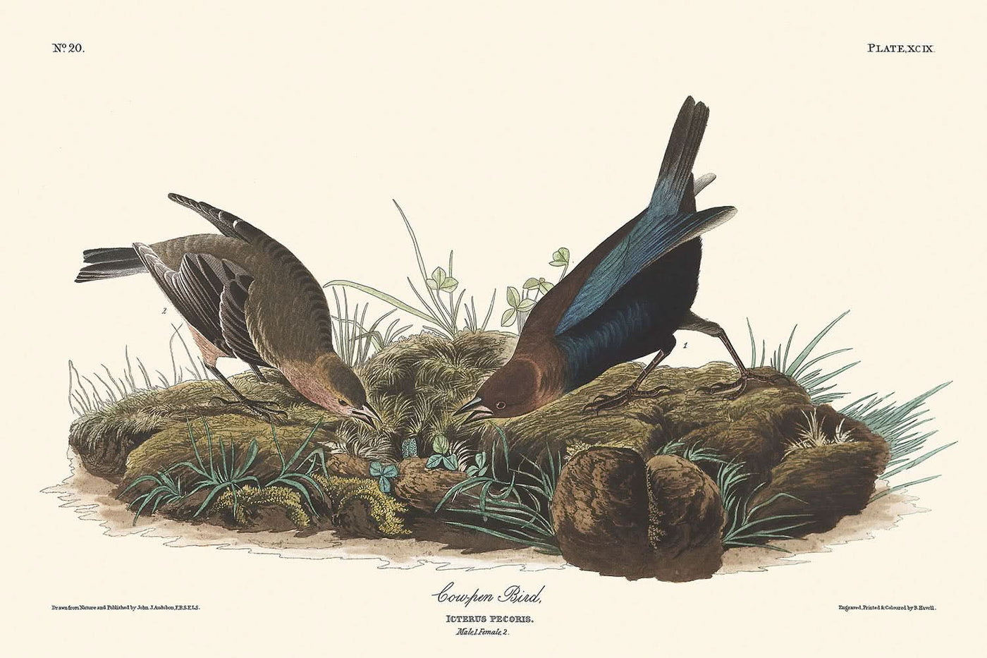 "Oiseau de vache de John James Audubon, 1827"