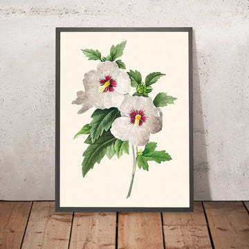 Hibiscus de Pierre-Joseph Redouté, 1827