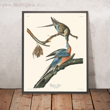 Piccione passeggero di John James Audubon, 1827 