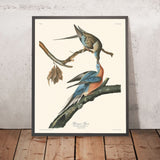 Passagier-Taube von John James Audubon, 1827 