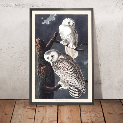 A framed image of Snowy Owl by John James Audubon, 1827