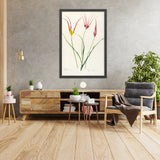 Tulipa cornuta (Plate 24) by Pierre Joseph Redouté, 1805