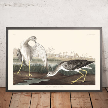Une image encadrée de Barge à queue noire ou Bécassine, planche 308 de John James Audubon, 1827