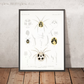 A framed image of 