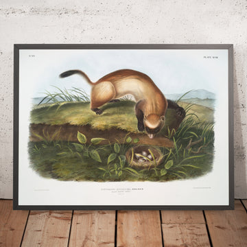 A framed image of 