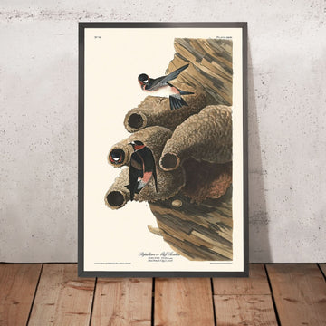 Républicain ou hirondelle à front blanc de John James Audubon, 1827