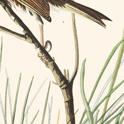 Sharp-tailed Finch by John James Audubon, 1827