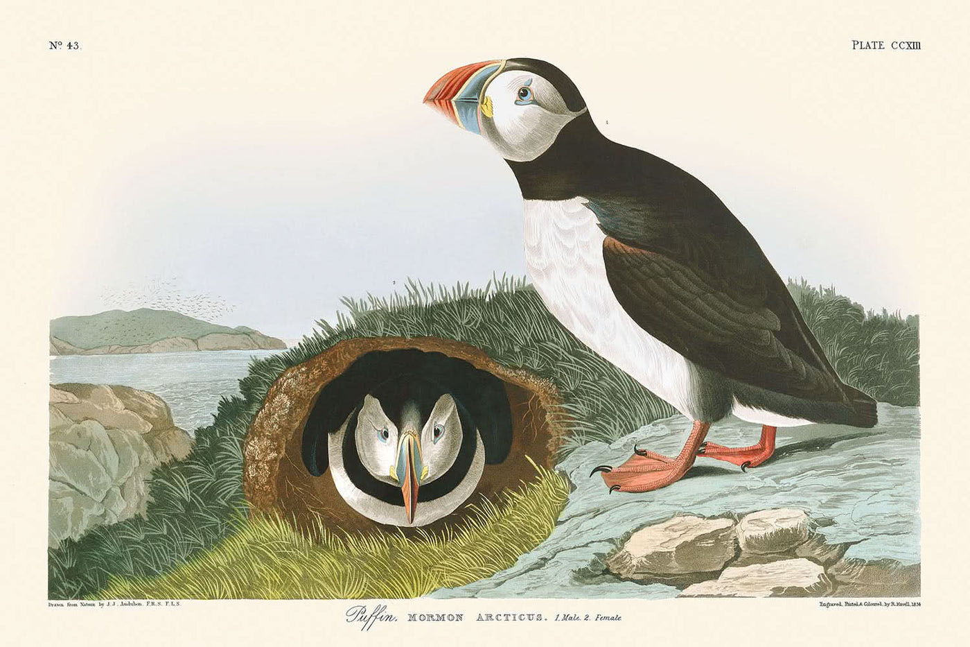 Frailecillo de John James Audubon, 1827