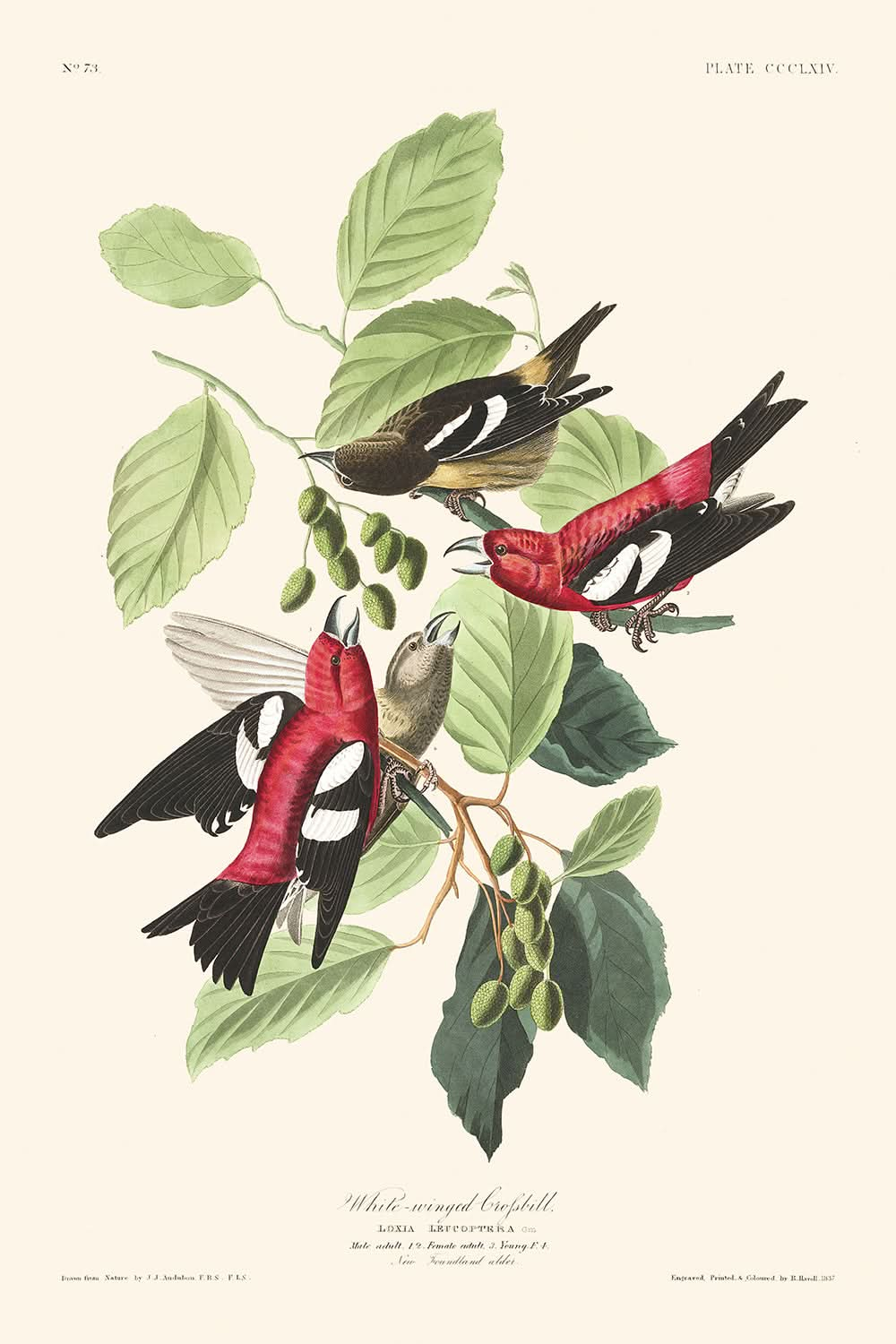 Piquituerto aliblanco, de John James Audubon, 1827