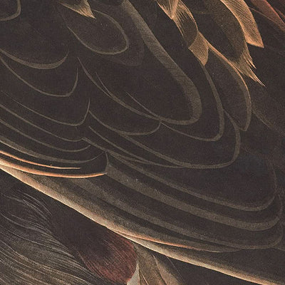 Golden Eagle by John James Audubon, 1827