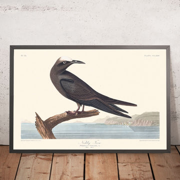 Sterne Oui-Oui par John James Audubon, 1827