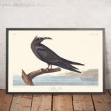Noddy-Tern von John James Audubon, 1827 