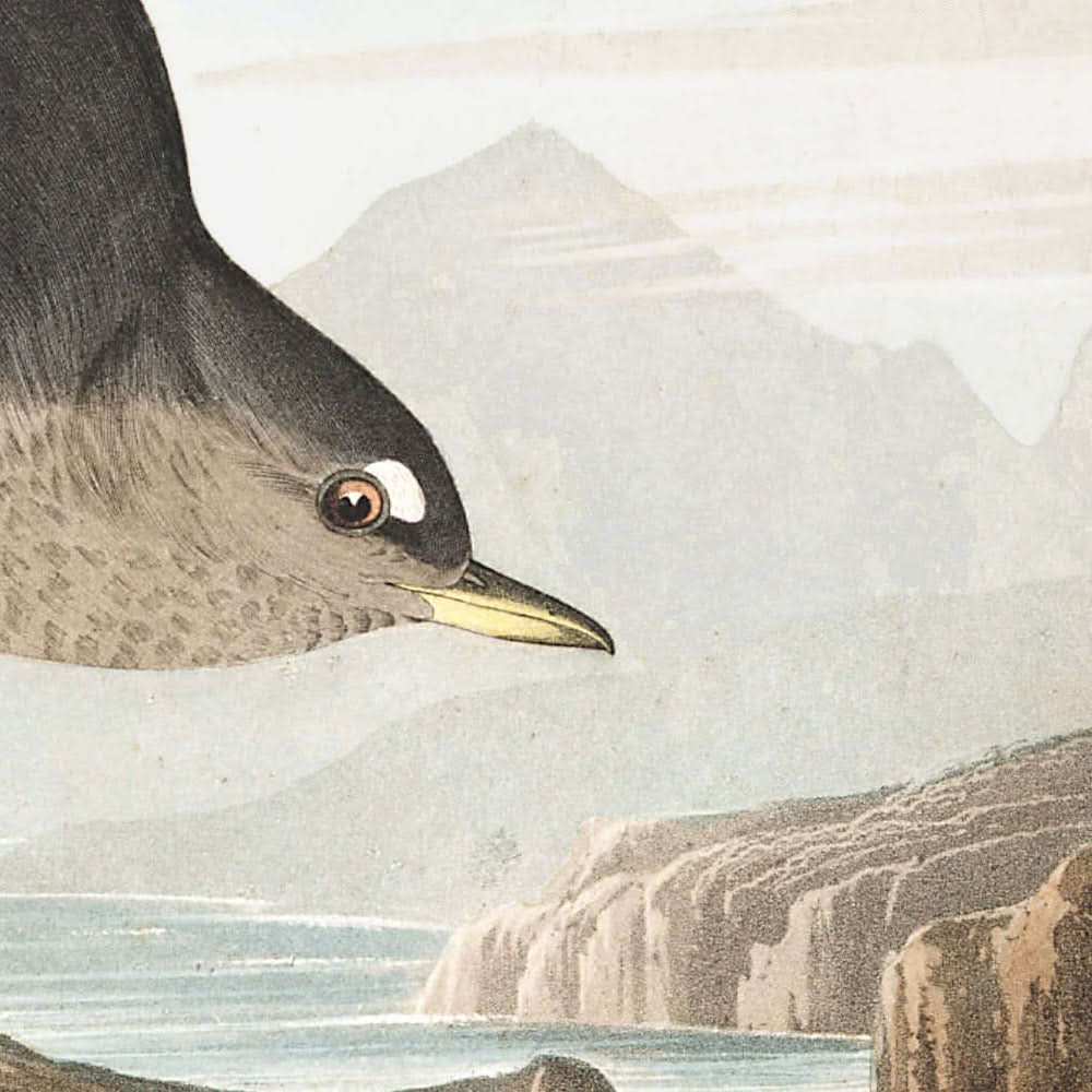 Mirlo acuático colombiano o mirlo acuático ártico, de John James Audubon, 1827