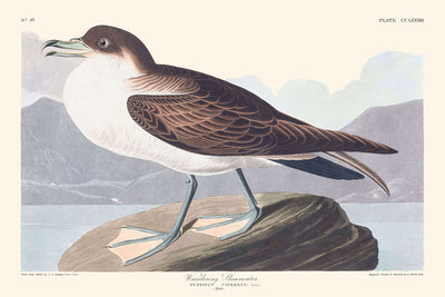 Pardela errante, de John James Audubon, 1827