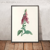 Foxglove (Digitalis, Plate 27) by Pierre Joseph Redouté, 1805