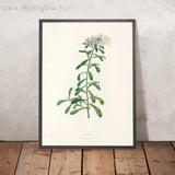 Evergreen Candytuft (Iberis sempervirens, Plate 11) by Pierre Joseph Redouté, 1805